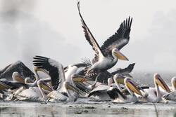 Flock Of Pelican Birds On Water Ultra HD Wallpaper