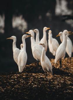 Flock of White Water Birds Wallpaper
