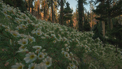 Flower Garden on Hill