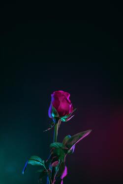 Flower Rose Mobile Desktop Background