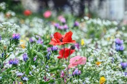 Flowers Meadow HD Pics