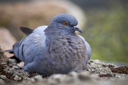 Fluffy Pigeon Closeup Photo