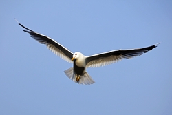 Flying Bird Gull In Blue Sky