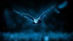 Flying Bird Owl 4K