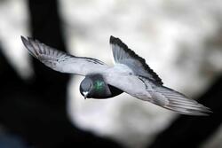 Flying Dove Image