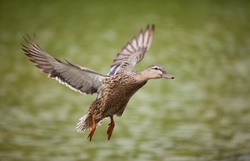 Flying Duck Photo