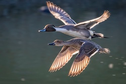 Flying Ducks HD Pics