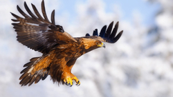 Flying Eagle Closeup 5K Wallpaper