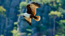 Flying Eagle Image