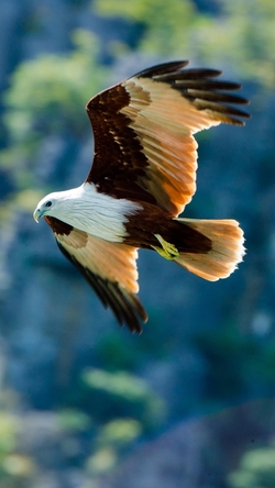 Flying Eagle Mobile Pic