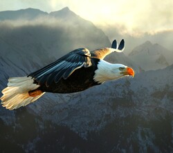 Flying Eagle