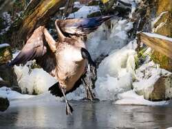 Flying Greylag Goose Bird 4K Pic