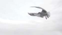 Flying Gull Bird 4K Photo