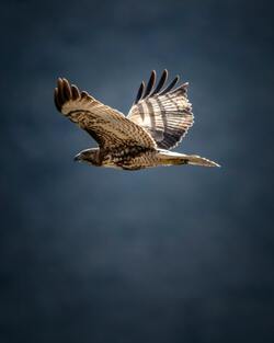 Flying Hawk Birds HD Photo
