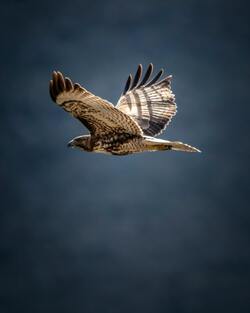 Flying Hawk Birds HD Photo