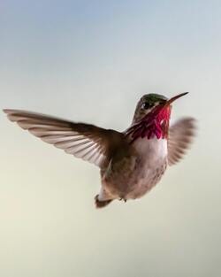 Flying Humming Bird Photo