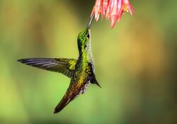Flying Hummingbird Pic