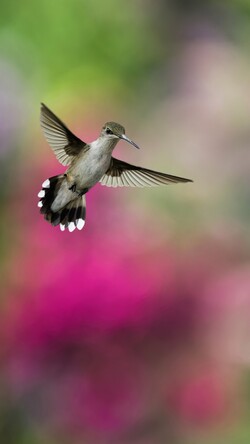 Flying Hummingbird