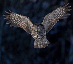 Flying Owl Background Pic