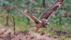 Flying Owl in Jungle