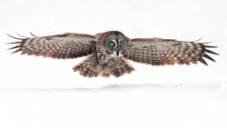 Flying Owl Spreading Wings HD Wallpaper