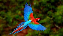 Flying Parrot Freedom 4K Wallpaper