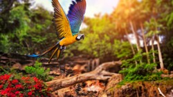 Flying Parrot HD Pics