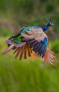 Flying Peacock Charming Photo
