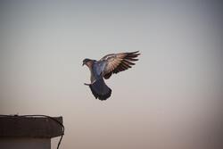 Flying Pigeon Full HD Wallpaper