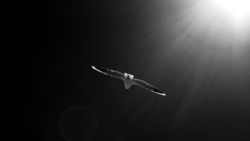 Flying Seagull 4K Photo