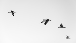Flying Seagull 4K Pic