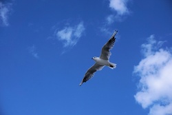 Flying Seagull Bird in The Sky