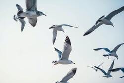 Flying Seagulls Birds Ultra HD