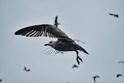 Flying Seagulls Pic