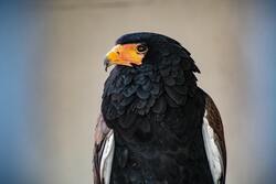 Focus Photo Of Bateleur Eagle in Zimbabwe