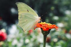 Focus Photo of Green Butterfly on Red Flower