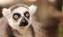 Focus Photo of Lemur