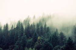 Foggy Green Forest