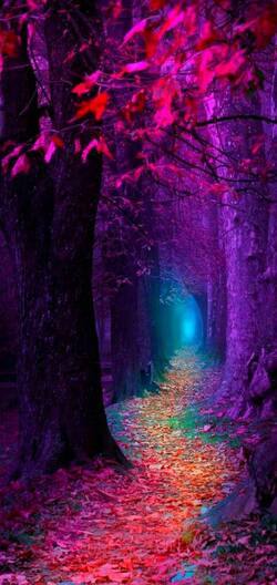 Forest Path Nature Pic