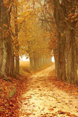 Forest Yellow Leaves on Ground Mobile Wallpaper
