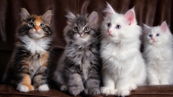 Four Beautiful Kitten Cat HD Wallpaper