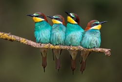 Four Bee Eaters Birds in Row