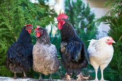Four Chickens Standing Near Tree