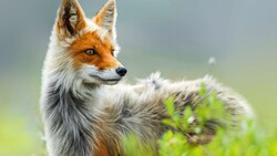 Fox Animal Wallpaper