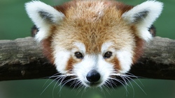 Fox Baby Image