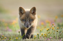 Fox Cub Walking