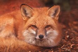 Fox Eyes Closeup Photohraphy