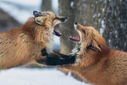 Fox Fighting Image
