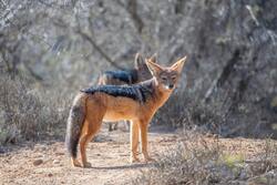 Fox in Forest