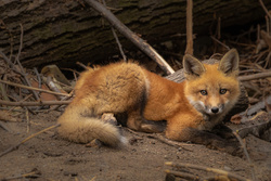 Fox in Jungle Photo